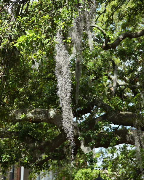 Muschio spagnolo su un albero
 - Foto, immagini