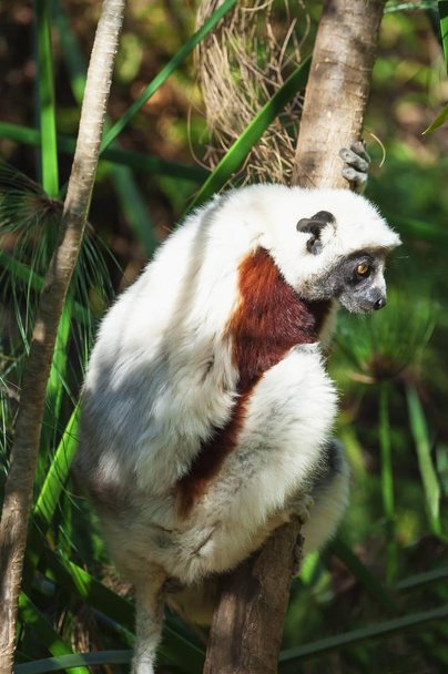 Coquerel 's Sifaka (Propithecus coquereli), Madagascar, Africa
 - Фото, изображение