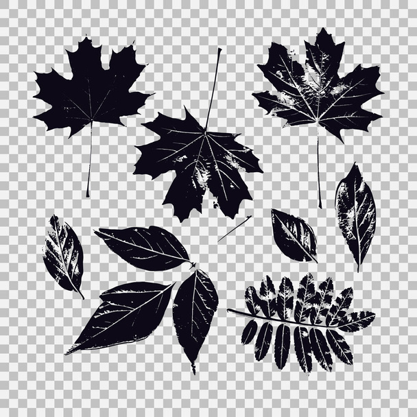 Conjunto de folhas de vegetação diferente. Gráficos vetoriais com objetos isolados
. - Vetor, Imagem