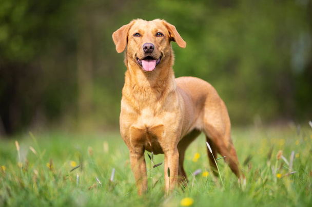 Pure rasa pies Labrador Retriever z linii roboczej - Zdjęcie, obraz