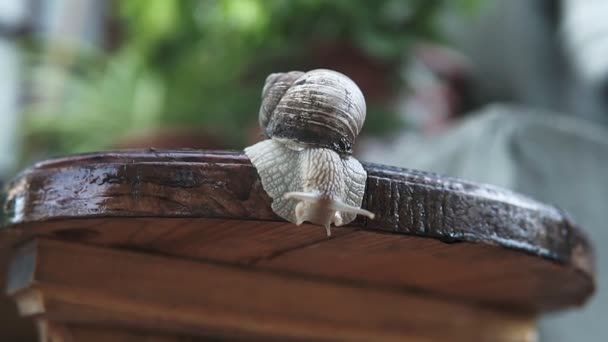 Snail Creeps Through The Board In The Garden. Wood Board. - Footage, Video