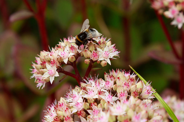 バンブルビーは、セダムまたはオルパイン、ライブロング(ヒロテレピウムマトロナ)の花に蜜を収集します。多年生の多肉植物の夏の花の頭 - ハイロテレフィウムマトロナ - 写真・画像