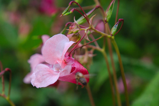 Flores de Impatiens glandulifera flores en fondo natural
 - Foto, imagen