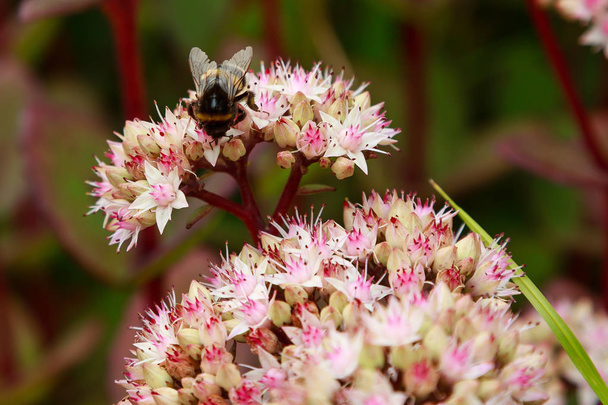バンブルビーは、セダムまたはオルパイン、ライブロング(ヒロテレピウムマトロナ)の花に蜜を収集します。多年生の多肉植物の夏の花の頭 - ハイロテレフィウムマトロナ - 写真・画像