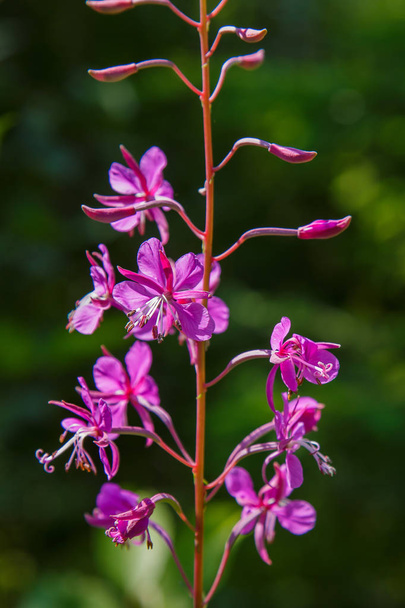 Chamaenerion angustifolium in natural background. Fireweed or great willowherb or rosebay willowherb is a perennial herbaceous plant in willowherb family Onagraceae - Photo, Image