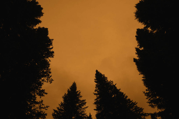 Dark silhouettes of high pines and spruces from below upwards on background of clear gloomy sepia sky with copy space. Coniferous trees close up in faded tones. Eerie atmospheric monochrome landscape. - Photo, Image