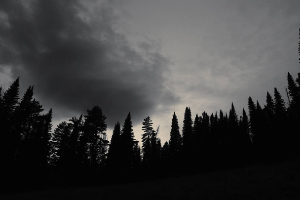 Dark silhouettes of high pines and spruces from below upwards on background of cloudy sunset sky with copy space. Coniferous trees close up in grayscale. Eerie atmospheric monochrome landscape. - Photo, Image