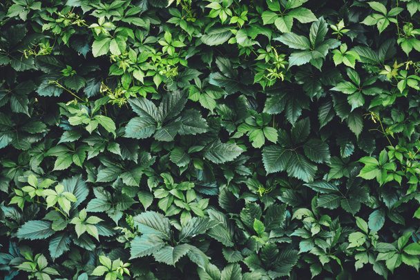 Hedge of big green leaves in spring. Green fence of parthenocissus henryana. Natural background of girlish grapes. Floral texture of parthenocissus inserta. Rich greenery. Plants in botanical garden. - Photo, Image