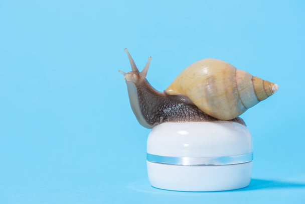 Beautiful brown Achatina snail on a white jar of cream on a blue - Fotoğraf, Görsel