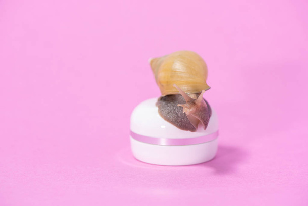 Bella chiocciola di Achatina marrone su un barattolo bianco di crema su un rosa
 - Foto, immagini