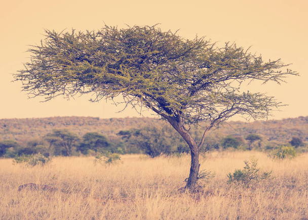 Acacia Tree Africa - Valokuva, kuva