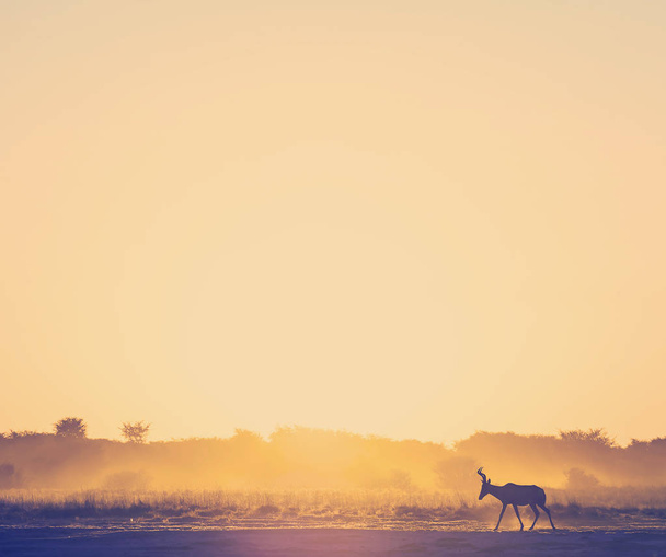Impala zachód Afryka - Zdjęcie, obraz