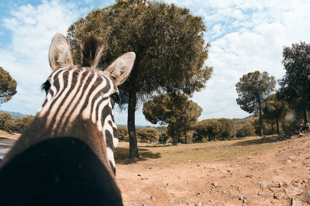 selfie a zebra - Fotó, kép