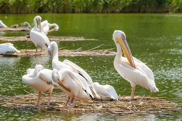 Pélicans dans le delta du Danube
 - Photo, image
