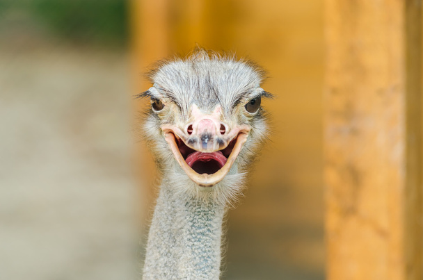 Retrato de avestruz
 - Foto, Imagen