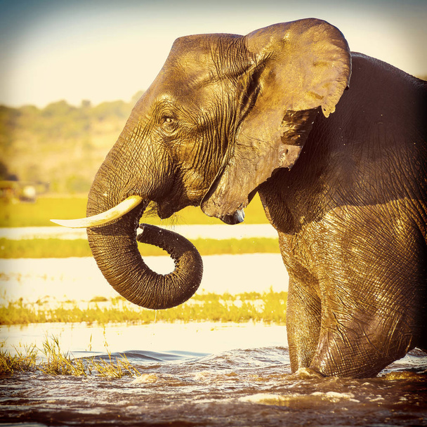 portret słoń  - Zdjęcie, obraz