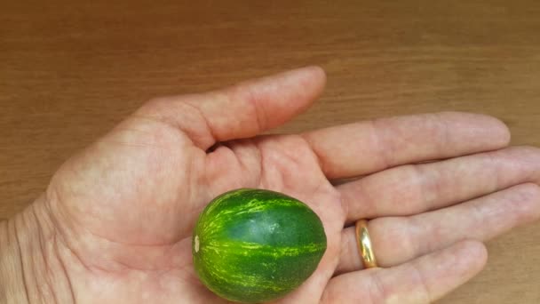 kleine komkommer op de mouwen, maar de komkommer is zeer vergelijkbaar met een kleine watermeloen of planeet aarde op de handen van de mens, het leven van de planeet aarde in de handen van de mens - Video
