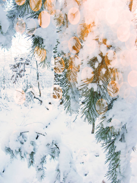 зимняя сосновая ветвь в лесу с снежным морозом крупным планом
 - Фото, изображение