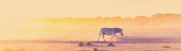 Zebra zachód Afryka - Zdjęcie, obraz