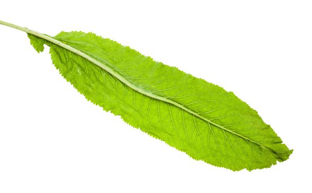 back side of fresh green leaf of horseradish plant - Photo, Image