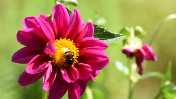 Abejorro recolectando polen de la flor rojo-púrpura
 - Imágenes, Vídeo