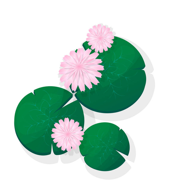Pink lotus flower - ベクター画像
