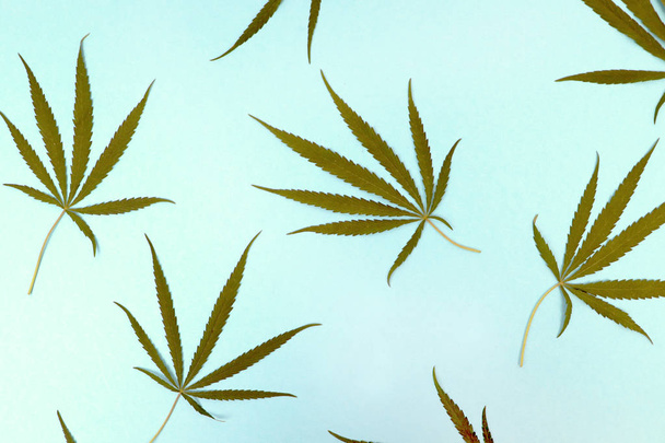 Divoká marihuana izolovaná na lehkém pozadí. Cannabis Ruderalis nebo Ruderalis. Rostlinné ozdoby na modrém, zeleném a bílém pozadí. Textura, vzorek, místo pro podpis - Fotografie, Obrázek