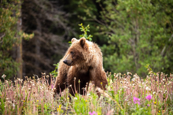 Urso castanho e urso pardo em Meadows
 - Foto, Imagem