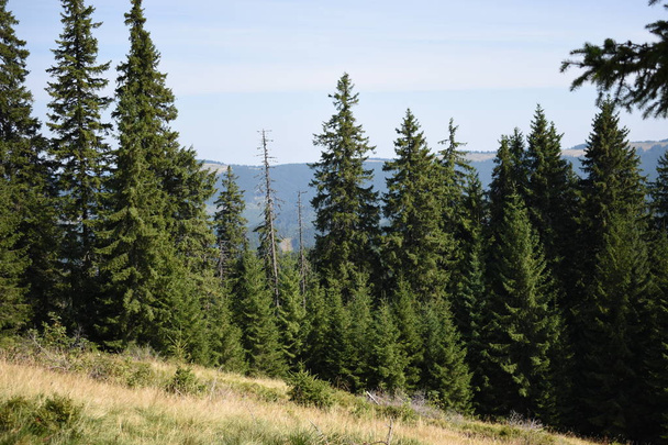 Hermosos pinos en el fondo altas montañas. Cárpatos
 - Foto, imagen