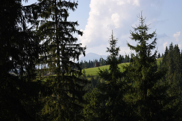 Prachtige pijnbomen op de achtergrond hoge bergen. Karpaten - Foto, afbeelding