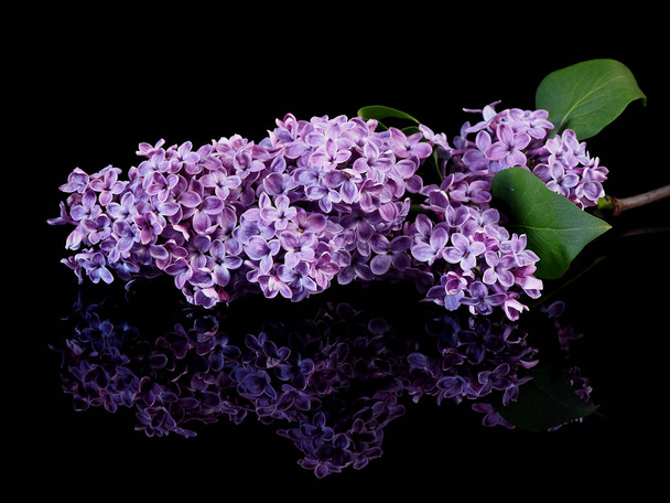 Lindas flores lilás no fundo preto
 - Foto, Imagem