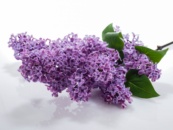 Hermosa flor violeta lila
 - Foto, imagen