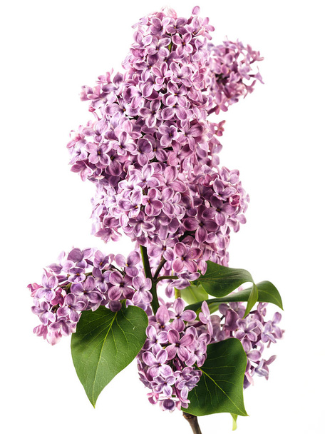 Beautiful lilac flowers on white background - Photo, Image