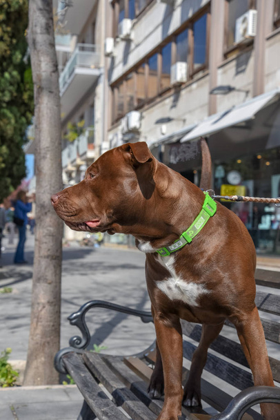 Mooie bruine Pitbull hond op de bank tegen de ochtend - Foto, afbeelding
