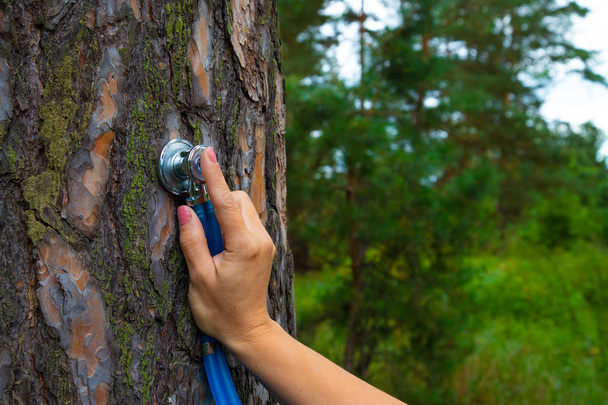 Een hand houdt een fonendoscoop-instrument vast met een schors van dennenbomen in het bos. - Foto, afbeelding