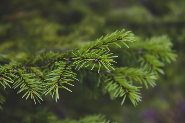 A branch of a spruce tree on a blurred background, close-up. - Fotoğraf, Görsel