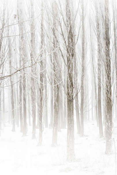 冬、雪、霧、森。ポプラの木冬の自然の背景. - 写真・画像