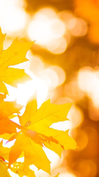 Oranje bladeren op een boom. Gele esdoorn bladeren op onscherpe achtergrond. Gouden bladeren in herfst Park. Breedbeeld. Ruimte kopiëren - Foto, afbeelding