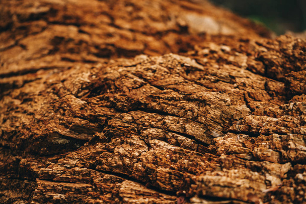 Vieux arbre sec pourri écorce texture fond
 - Photo, image