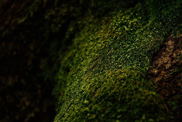Hermoso primer plano de musgo verde en la corteza del árbol. Hermoso fondo de musgo para fondo de pantalla
 - Foto, imagen