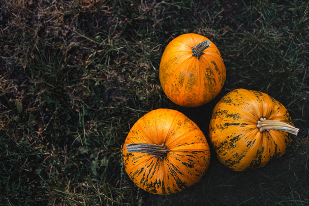 Three  ripe pumpkins on a grass background. Flat lay. Place for text. - Zdjęcie, obraz