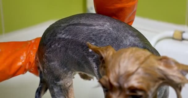 Hond grooming in salon. Professionele hond groomer. Mooie jonge vrouw maken kapsel voor hond - Video