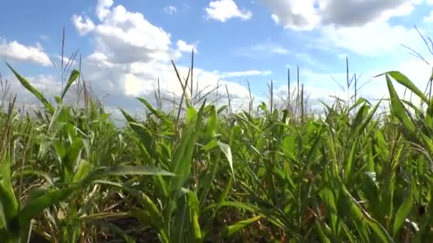 Field of a corn - Footage, Video