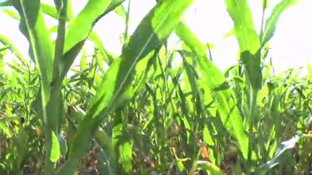 pole kukuřice - Záběry, video
