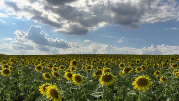 Sunflowers in the field - Záběry, video