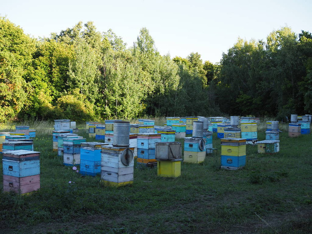 Bienenstöcke in einem Bienenhaus mit Bienen, die zu den Landeplätzen fliegen. Imkerei. - Foto, Bild