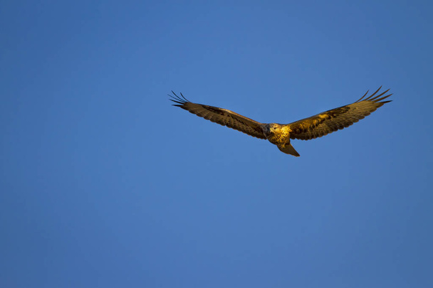 Bird of prey. Natural background. Bird: Long legged Buzzard. Buteo rufinus. - Photo, Image