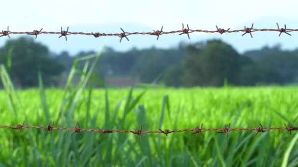 pole trawy za liniami Rusty drut kolczasty - Materiał filmowy, wideo