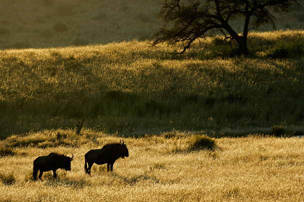 Blue wildebeest landscape - Foto, Bild