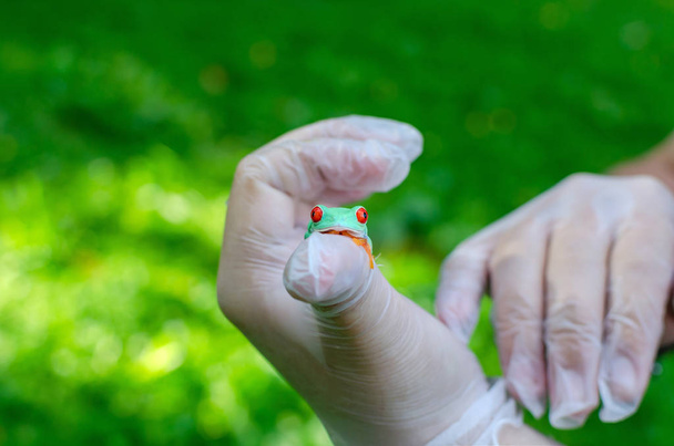 Agalychnis callidryas (Kırmızı gözlü Treefrog) eldivenli ellerde oturuyor. Kurbağa atlayacak. Bir insan ortamında Egzotik evcil hayvan, kurbağa bakım ve bakım. İnsan hayatındaki tropikal hayvanlar. Komik yüz. - Fotoğraf, Görsel